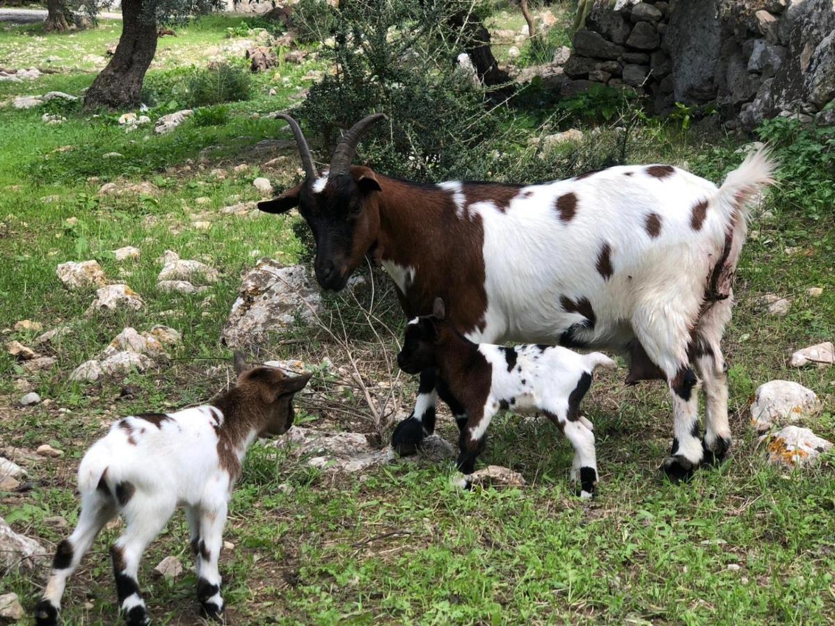 הוילה פוינסה Agroturismo Can Guillo מראה חיצוני תמונה